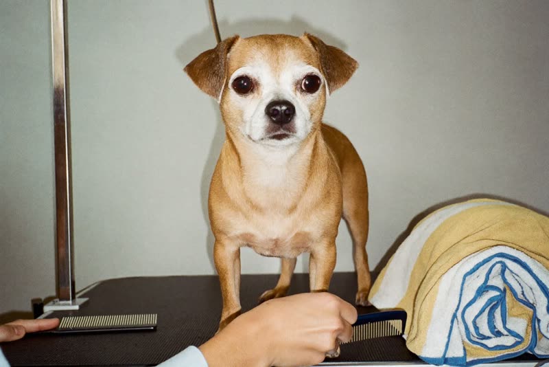A small dog standing calmly on a grooming table being handled