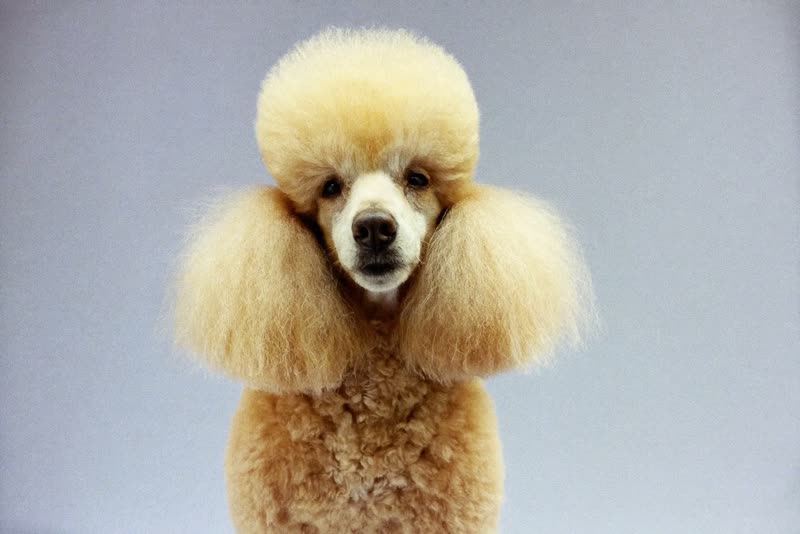 A freshly groomed poodle sitting upright with a neat coat