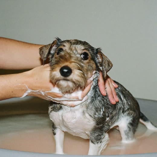 A small dog being bathed, coat covered in soft suds