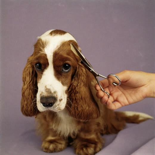 A spaniel having its ear feathering trimmed with scissors