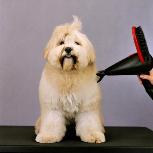 A fluffy dog being blow-dried, coat lifted full and soft