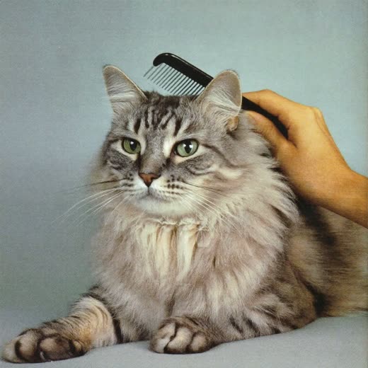 A long-haired cat being gently combed